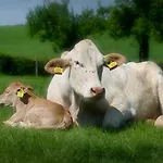 Recreatieboerderij Tergracht - Dr Wesjzulder * Epen