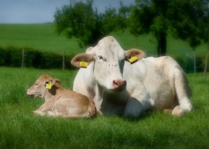 Recreatieboerderij Tergracht - Dr Wesjzulder * Epen